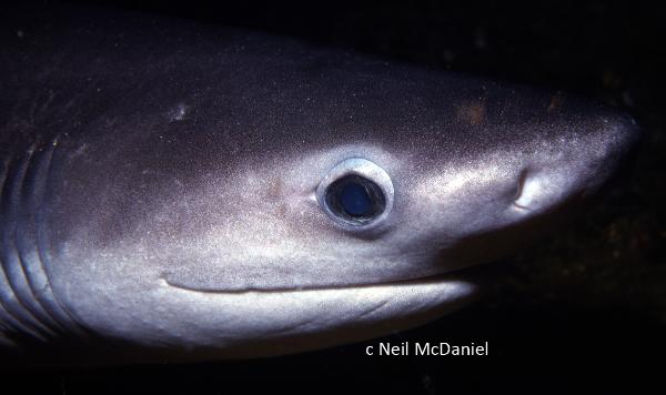 Photo of Hexanchus griseus by <a href="http://www.seastarsofthepacificnorthwest.info/">Neil McDaniel</a>